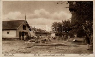 Békéscsaba mezőgazdasági szakiskola, major, So.Stpl (fa)