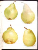 1916-1917 Erfurter Führer im Obst- und Gartenbau. Teljes évfolyam. 2 színes táblával, és számos szöv...