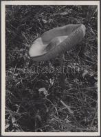 1935 Kinszki Imre (1901-1945): Gomba a Pilisben ("Ein lustiger Pilz"). Vintage alkotás, hátoldalán szerzői pecséttel jelzett, feliratozott, 13x18cm