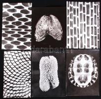 1988 Botta Dénes (1921-2010): Makrófotó képrejtvények: Mit ábrázolnak a képek? 6db vintage fotó, pecséttel jelzett, a megoldások a hátoldalon feliratozva, 13x19 cm