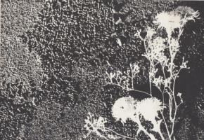 Cca 1970 Fotogrammal kombinált kompozíció ismeretlen szerzőtől, papírra ragasztva, 20x30 cm