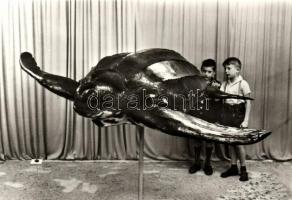 66 db modern állat motívumlap / 66 modern animal motive cards