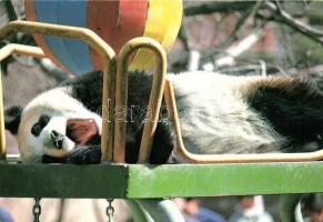 66 db modern állat motívumlap / 66 modern animal motive cards