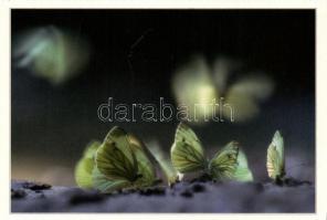 66 db modern állat motívumlap / 66 modern animal motive cards