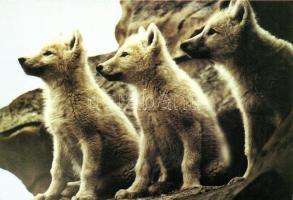 66 db modern állat motívumlap / 66 modern animal motive cards