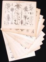 Cca 1890 A Meyers Konv. Lexikon 13 db dupla oldalas illusztrációja a növényvilágról. 30,5x24,5 cm