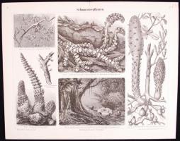 Cca 1890 A Meyers Konv. Lexikon 13 db dupla oldalas illusztrációja a növényvilágról. 30,5x24,5 cm