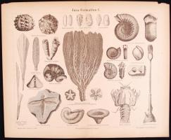 Cca 1890 A Meyers Konv. Lexikon 13 db dupla oldalas illusztrációja a növényvilágról. 30,5x24,5 cm