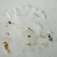 XIX. sz vége Hollóháza benyomott jelzésesk kerámia tányér, kézzel festett (korának megfelelő állapot...