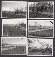 1958 Tavaszi szántás lófogattal és ültetés Rákoskeresztúron 6x9 cm