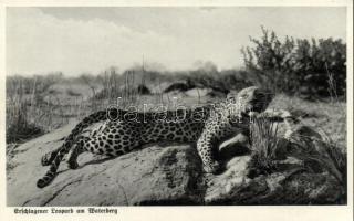 Waterberg, german colony, leopard