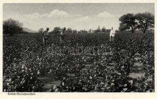 Tobacco plantation, german colony