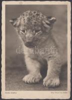 Hedda Walther (1894-1979): Leopárdbébi. Der Schritt ins Leben. Nem futott, apró foltokkal, 14×10 cm