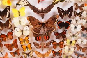 Magyarország legszebb lepkéi, nagy gyűjtemény, hordozható bemutató vitrinben, több mint 60 db, 40×50...