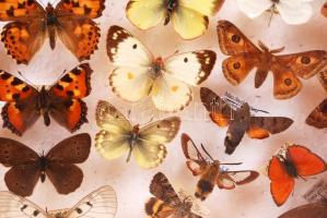 Magyarország legszebb lepkéi, nagy gyűjtemény, hordozható bemutató vitrinben, több mint 60 db, 40×50...