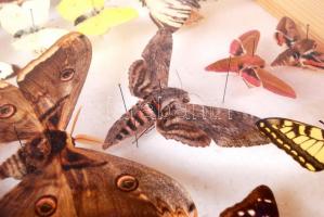 Magyarország legszebb lepkéi, nagy gyűjtemény, hordozható bemutató vitrinben, több mint 60 db, 40×50...