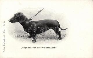 "Sophinka von der Waldandacht", cub, dog (small tear)