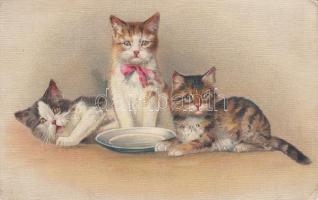 Cats litho (Rb)