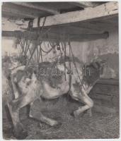 cca 1950 Tiszavölgyi József: Tehén végelgyengülésben… vintage fotó, pecsételve, feliratozva 20x17 cm