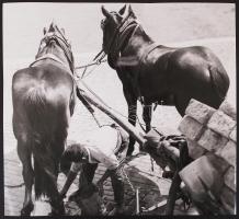 cca 1940 Reich Péter Cornel vintage szociofotója egy fuvarosról, hátoldalán pecséttel jelzett, 23x25cm