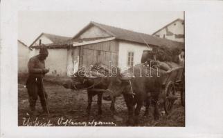 Macedonian folklore, buffalo cart, Skopje, photo