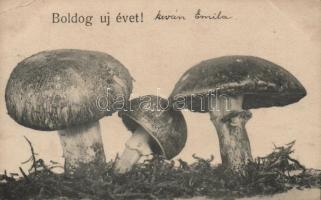 New Year, Mushrooms (EB)