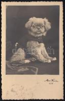 Pekingese dog