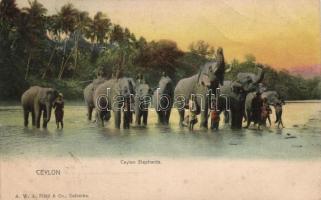 Elephants in Ceylon, folklore (fa)