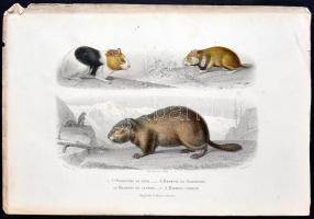 cca 1880 Állatok. 10db színezett acélmetszet, ill. rézkarc / 
Aninamls, 9 colored steel engravings a...