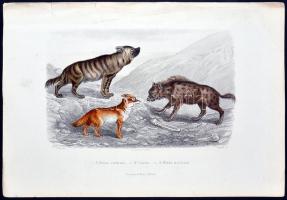 cca 1880 Állatok. 10db színezett acélmetszet, ill. rézkarc / 
Aninamls, 9 colored steel engravings a...