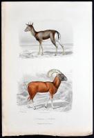 cca 1880 Állatok. 10db színezett acélmetszet, ill. rézkarc / 
Aninamls, 9 colored steel engravings a...