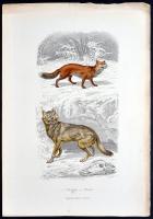 cca 1880 Állatok. 10db színezett acélmetszet, ill. rézkarc / 
Aninamls, 9 colored steel engravings a...