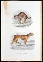cca 1880 Állatok. 10db színezett acélmetszet, ill. rézkarc / 
Aninamls, 9 colored steel engravings a...