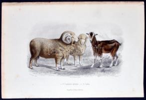 cca 1880 Állatok. 10db színezett acélmetszet, ill. rézkarc / 
Aninamls, 9 colored steel engravings a...