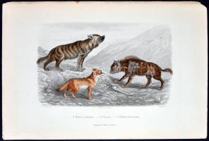 cca 1880 Állatok. 10db színezett acélmetszet, ill. rézkarc / 
Aninamls, 9 colored steel engravings a...