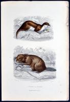 cca 1880 Állatok. 10db színezett acélmetszet, ill. rézkarc / 
Aninamls, 9 colored steel engravings a...