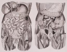 cca 1850/1880 6db anatómiai tábla, acél-, ill. rézmetszetek (egy sérült) /  6 anatomical plates, steel and copper engravings (one damaged), 23x30-26,5x35cm