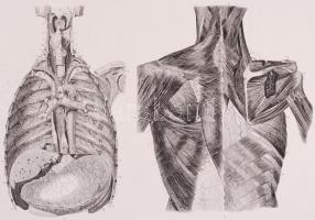 cca 1850/1880 6db anatómiai tábla, acél-, ill. rézmetszetek (egy sérült) / 
6 anatomical plates, ste...