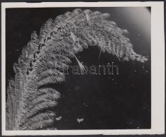 Cca 1930 Kinszki Imre (1901-1945): Makrofotó 30x-os nagyításban. Vintage alkotás (a szerző hagyatékából), feliratozott, 12x14 cm