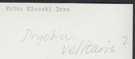 Cca 1930 Kinszki Imre (1901-1945): Makrofotó 30x-os nagyításban. Vintage alkotás (a szerző hagyatéká...