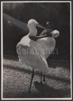 Cca 1930 Kinszki Imre (1901-1945): Állatkert. Vintage alkotás (a szerző hagyatékából), pecséttel jelzett, aláírt, 17x12 cm