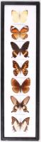 Gyönyörű, malajziai lepkegyűjtemény feliratozva, üvegezett keretben /  Beautiful Malaysian butterfly collection with descriptions, in frame, 53x15cm