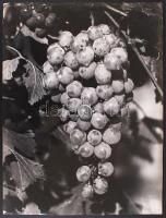 Cca 1940 Unghváry Iván János: Eső után. Vintage fotó, feliratozva, aláírva, 40x30 cm