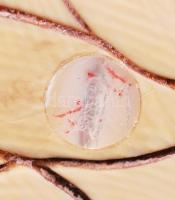 19. század. Szamuráj. Necuke, faragott elefántcsont figura Japánból, színezett díszítéssel, alján je...