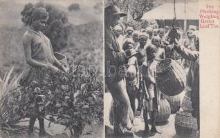 Folklore, tea plucking, weighing green leaf tea (EK)