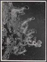 cca 1932 Kinszki Imre (1901-1945): 40x. Makró fotó, vintage alkotás, hátoldalán szerzői pecséttel, 16x11cm