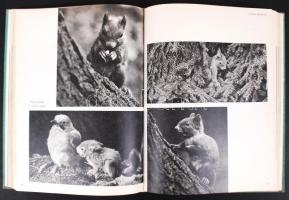 Jaroslav Holecek: Csendes vadászat.  Bp., 1973 Gondolat