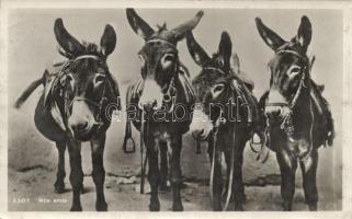 Donkeys (small tear)