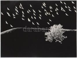 cca 1970-1980 - Gebhardt György: Madarak 1-2.; 2 db vintage fotómontázs, feliratozva, aláírva, 18x24...