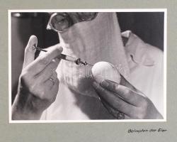 Cca 1950 Dr. Szent Iványi Miklós (1918-2004) állatorvos, az Állami Vakcinatermelő Intézet igazgatójá...